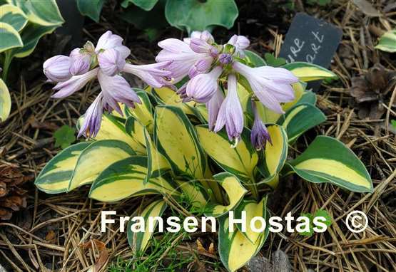 Hosta Pure Heart